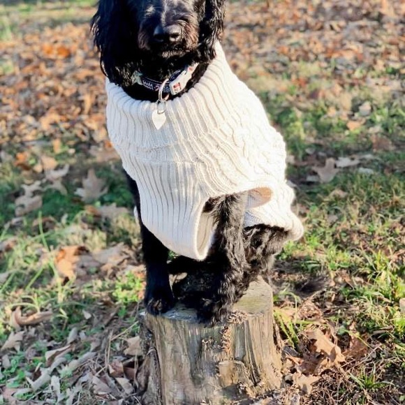 Boots & Barkley Other - Boots & Barkley Dog or Cat Sweater Pet Apparel Beige Up to 40 lbs Size Medium